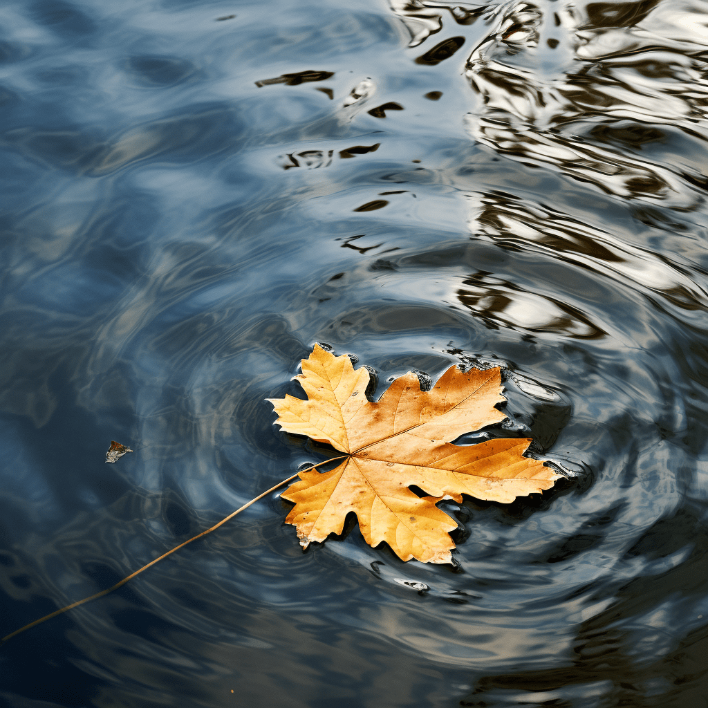 Martha’s River Reflection